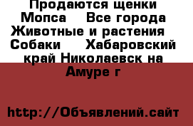 Продаются щенки Мопса. - Все города Животные и растения » Собаки   . Хабаровский край,Николаевск-на-Амуре г.